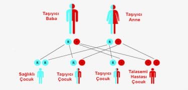 Akdeniz anemisi taşıyıcılığı ve hastalığı