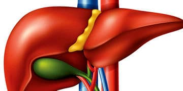 Safra kesesi hastalıkları ve taşı neden olur? Belirtileri ve tedavisi