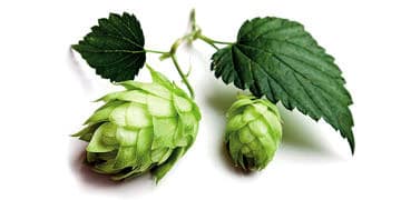 Şerbetçi otu nedir, nasıl kullanılır? Sağlığa faydaları nelerdir?