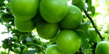 Yeşil erik yemeniz için 11 neden