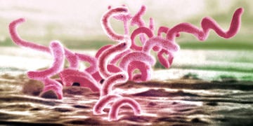 Frengi nedir? Sifiliz hastalığı nasıl bulaşır? Belirtileri ve tedavisi