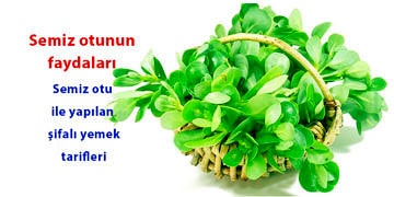 Semizotu neye iyi gelir? Faydaları nelerdir? Nasıl tüketilmeli?