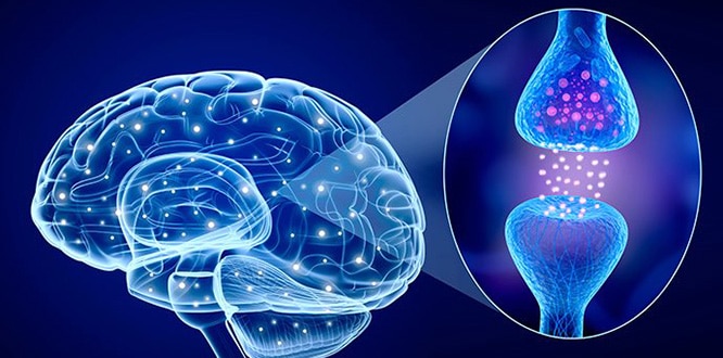 serotonin-hormon-beyin-noron.jpg