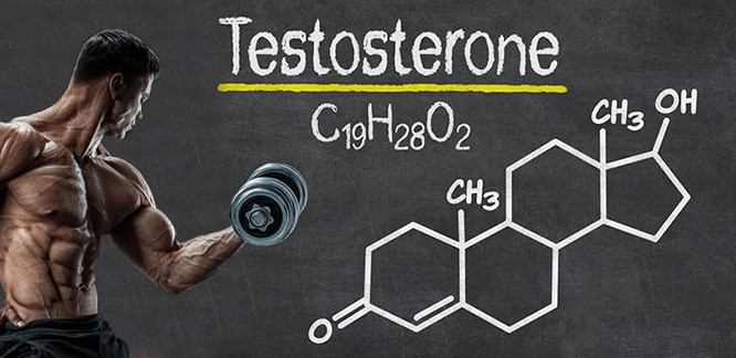 Testosteron hormonu