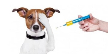 İSTAHED: Köpeğe ilaç yazmayan Aile Hekimine soruşturma açıldı!