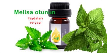 Melisa (oğul) otunun faydaları nelerdir? Melisa çayı nasıl hazırlanır?