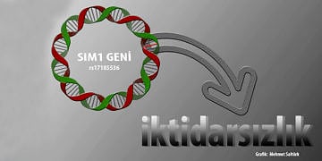 İktidarsızlığa sebep olan genetik bir mutasyon keşfedildi