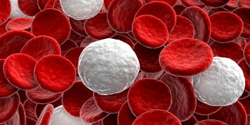 Lenfosit (LYM) nedir? Neye yarar? Düşüklüğü ve yüksekliği neden olur?