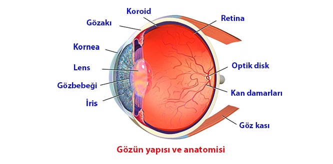 Retina Nedir Yirtilmasi Nasil Onlenir Hastaliklari Ve Tedavisi