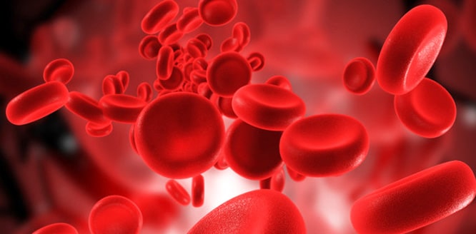 septik sok veya sepsis kan zehirlenmesi nedir belirtileri nelerdir