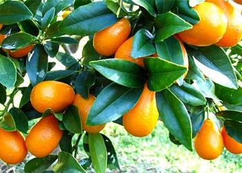 Kumkuat (kamkat) nedir? Neye iyi gelir? Sağlığa faydaları