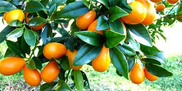 Kumkuat (kamkat) nedir? Neye iyi gelir? Sağlığa faydaları