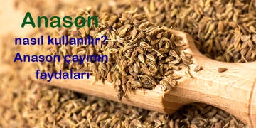 Anason nedir, nasıl kullanılır? Anasonun faydaları ve zararları