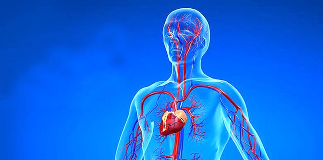 Argininin kalp sağlığındaki rolü yüksek tansiyon iyot