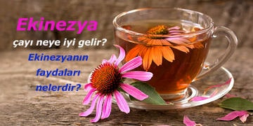 Ekinezyanın faydaları nelerdir? Ekinezya çayı neye iyi gelir?