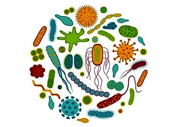 Mikrobiyata nedir? Sağlığa ve bağışıklık sistemine etkileri nelerdir?