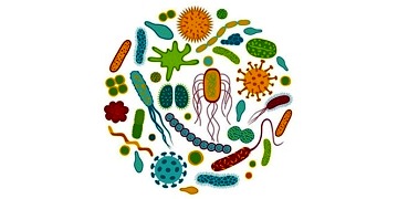 Mikrobiyata nedir? Sağlığa ve bağışıklık sistemine etkileri nelerdir?