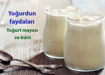 Yoğurdun faydaları nelerdir? Yoğurt kürü ve mayası nasıl yapılır?
