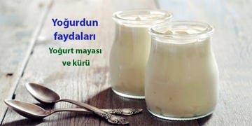 Yoğurdun faydaları nelerdir? Yoğurt kürü ve mayası nasıl yapılır?