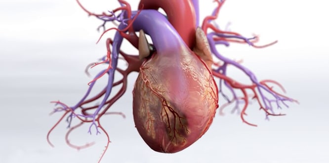 inanç koroner hastalığı sağlık kalp modeli