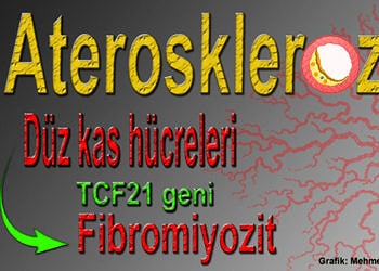 Hücre dönüşümü aterosklerozda kalp krizine karşı koruma sağlıyor