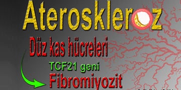Hücre dönüşümü aterosklerozda kalp krizine karşı koruma sağlıyor