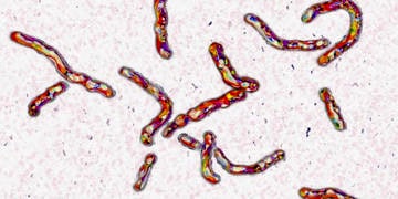 Yapay zeka sayesinde en tehlikeli bakterileri öldüren antibiyotik bulundu!