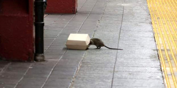 Koronavirüs nedeniyle yiyecek bulamayan kemirgenler ‘saldırganlaştı’