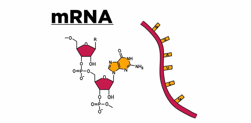 Genetik mRNA teknolojisi Covid-19 dışındaki hastalıkların tedavisinde çığır açabilir