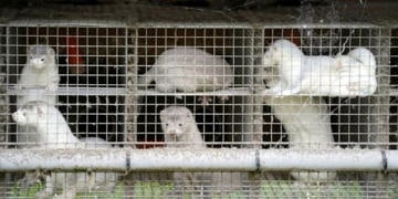 Vizon kaynaklı koronavirüs: İngiltere, Danimarka’dan gelenlere sınırlarını kapattı