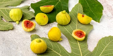 Taze ve kuru incirin faydaları nelerdir? İncir yaprağı ne işe yarar?