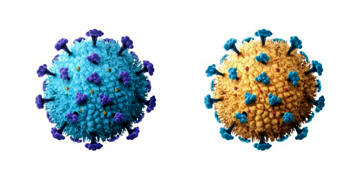 Covid-19 için yeni risk: Koronavirüsün iki ayrı varyantına yakalanan hasta öldü