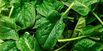 Ispanak neye iyi gelir? Nasıl yenmeli? Faydaları ve zararları