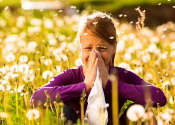 Polen alerjisi neden olur, ne iyi gelir? Belirtileri, testi ve tedavisi