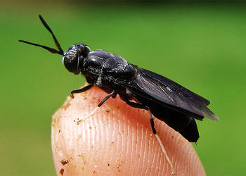 Prof. Dr. Emel Çalıkoğlu ve ekibi sinekten kozmetik hammaddesi üretmeye başladı
