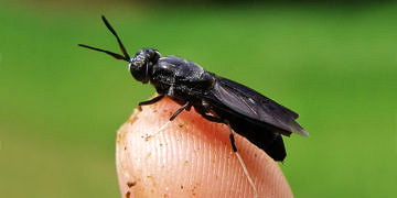 Prof. Dr. Emel Çalıkoğlu ve ekibi sinekten kozmetik hammaddesi üretmeye başladı