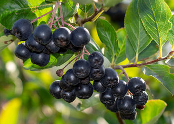 Aronya neye iyi gelir? Nasıl tüketilmelidir? Faydaları ve zararları