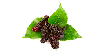 Karadut neye iyi gelir? Şerbeti nasıl yapılır? Faydaları ve zararları