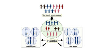 Bazı kanser türlerinde erkeklerdeki X Kromozomu devre dışı bırakılıyor
