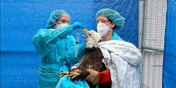 Kuş gribi yeniden yükselişte: Milyonlarca kuşu etkileyen salgının endişe verici boyutlarda