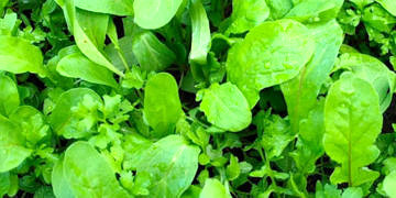 Roka neye iyi gelir? Besin değeri ve faydaları nelerdir?