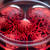 Yapay organ çalışmasında yeni bir eşik: Kök hücreler ile minyatür kalp üretildi