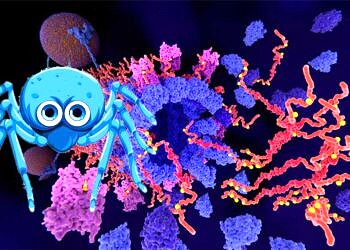 Örümcek Beyninde Yapılan Keşif, Alzheimer Hastalığının Tedavisi İçin Çözüm Olabilir