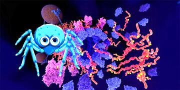 Örümcek Beyninde Yapılan Keşif, Alzheimer Hastalığının Tedavisi İçin Çözüm Olabilir