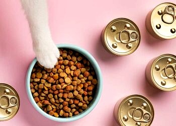 İnternetten Kedi Ürünleri Alırken Dikkat Edilmesi Gerekenler