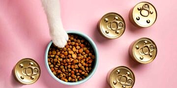 İnternetten Kedi Ürünleri Alırken Dikkat Edilmesi Gerekenler