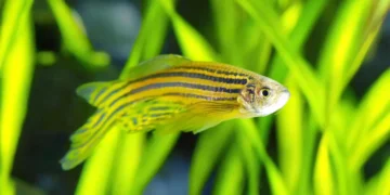 Zebra Balığında Keşfedilen HMGA1 Geni, Kalp Hastalıkları İçin Umut Olacak