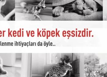 Kedinizin Sizi Sevdiğini Gösteren 10 İşaret