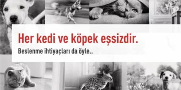 Kedinizin Sizi Sevdiğini Gösteren 10 İşaret