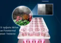 LED Işığıyla Aktive Edilen SnOx Nano Parçacıkları, Kanser Hücrelerini Nokta Atışıyla Yok Ediyor